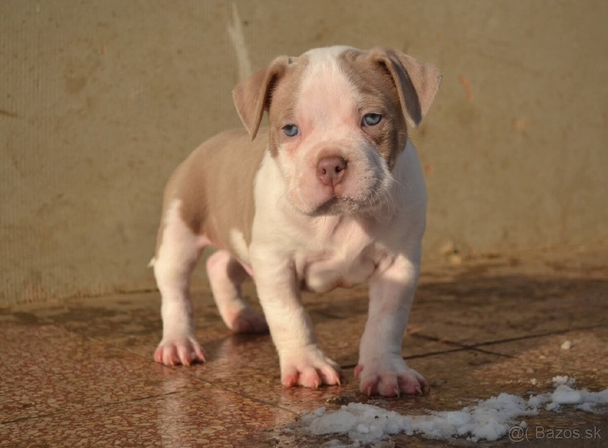 American bully pocket/standard - 5
