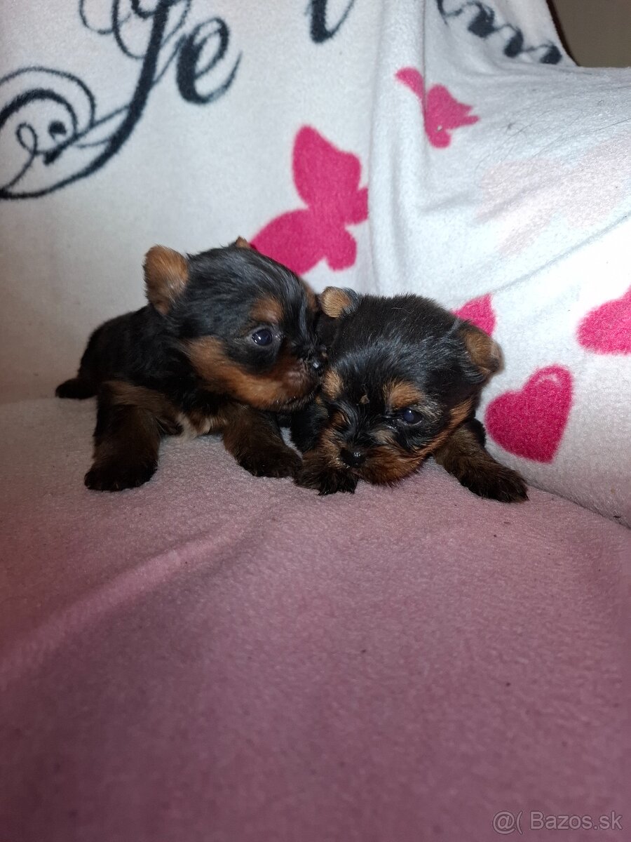 Predám steniatka Yorksir terier - 5