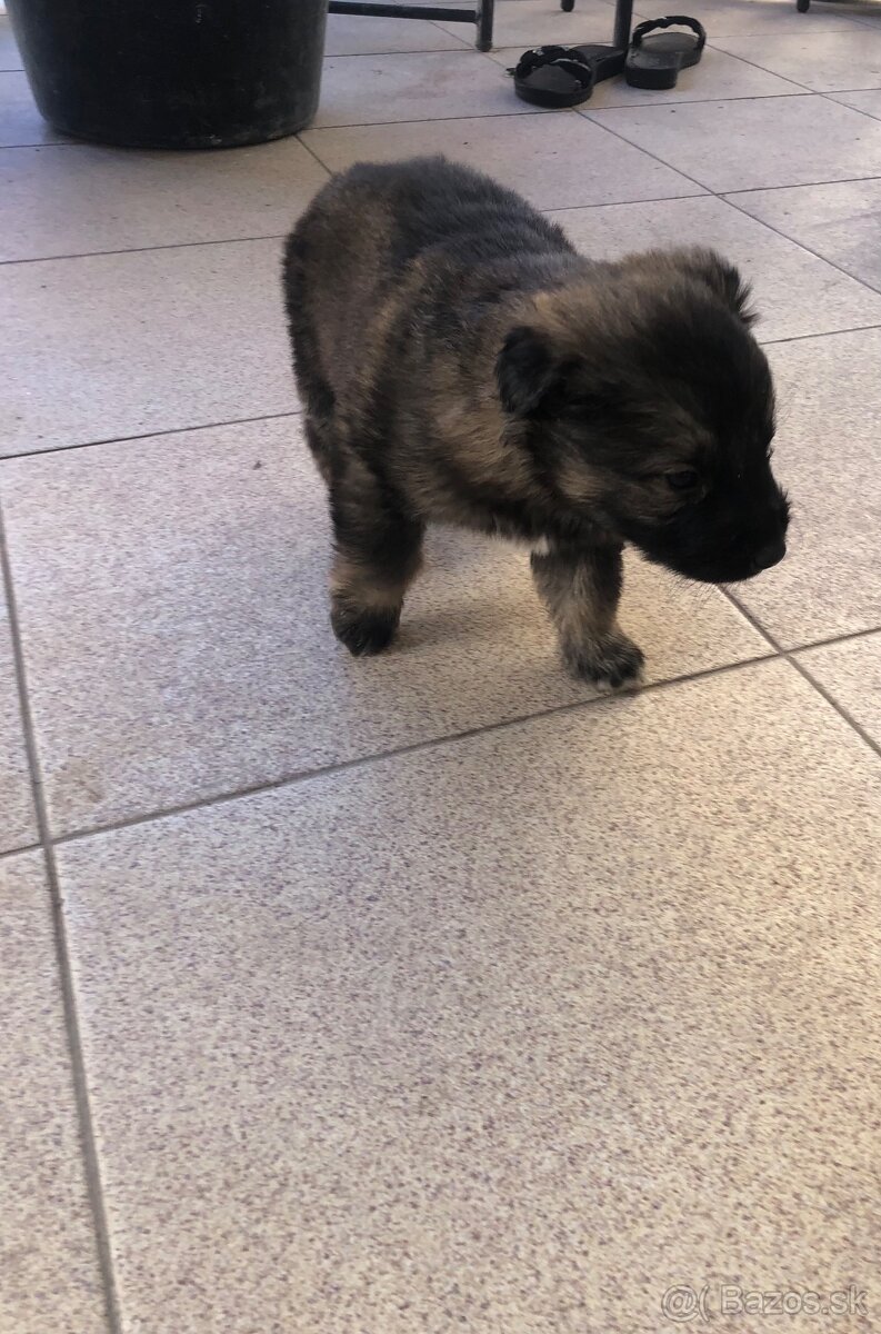 Darujem šteniatka - 5