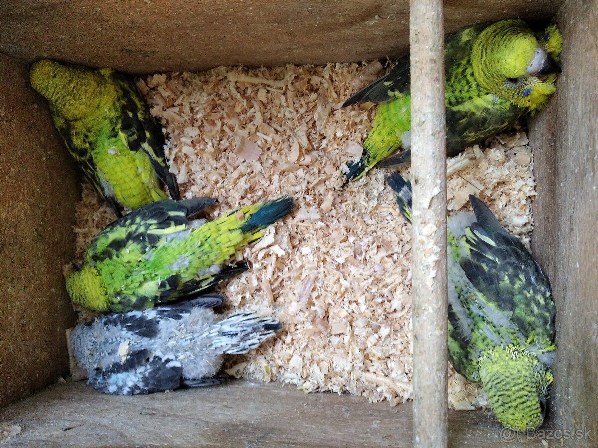 Blackwing andulky - 5