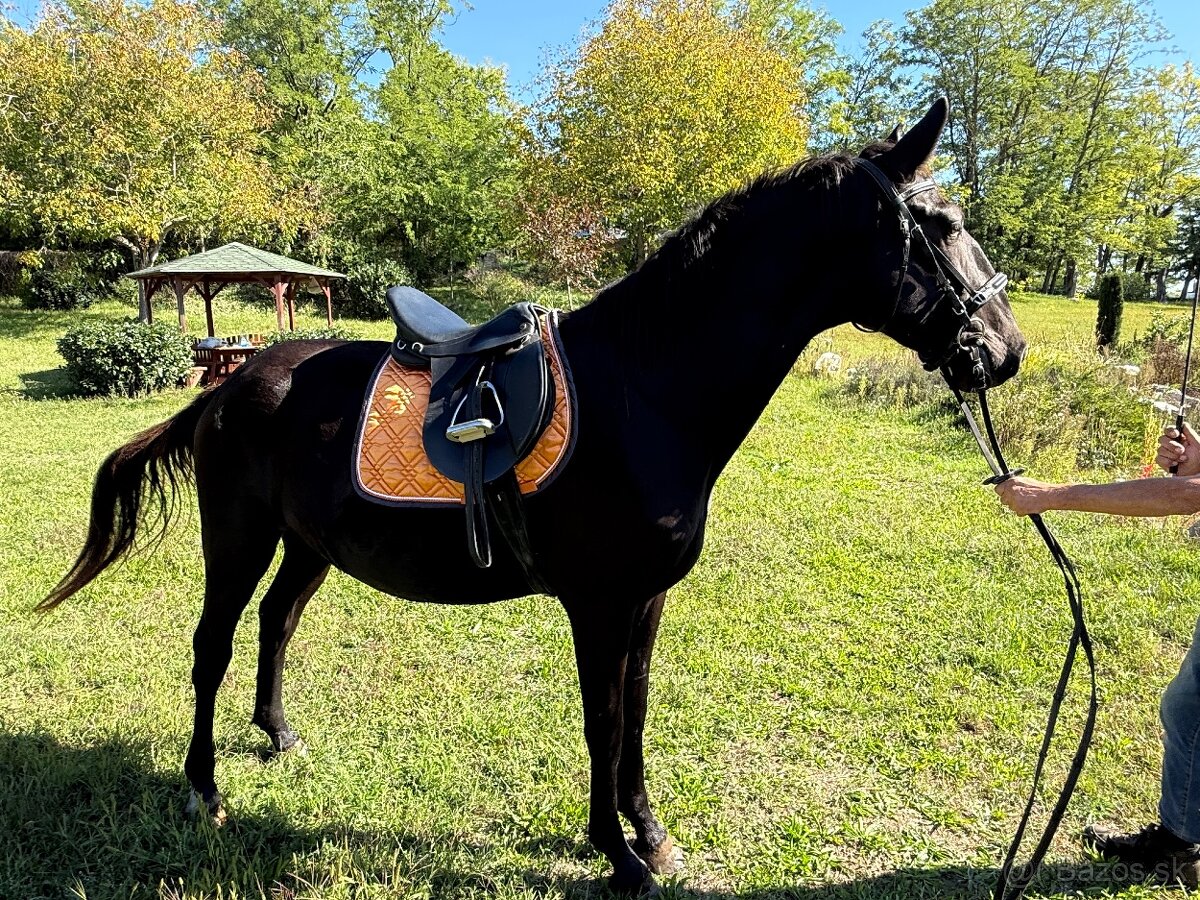 Predám Kladrubákov - 5