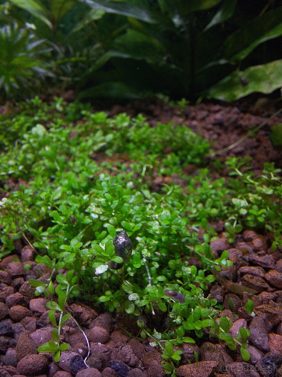 Darujem vodné slimáky do akvária - 5