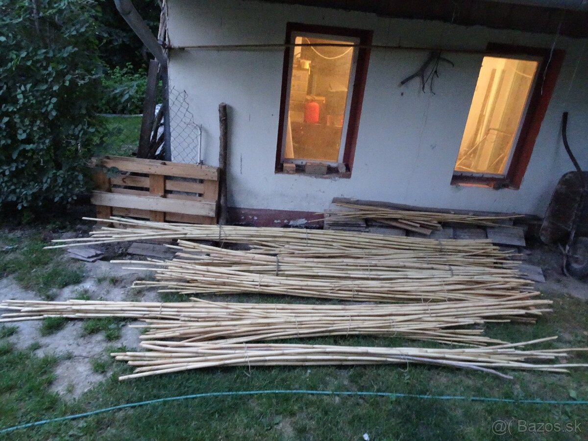 Predám stovky bambusov za symbolickú cenu rôznych dľžok - 5