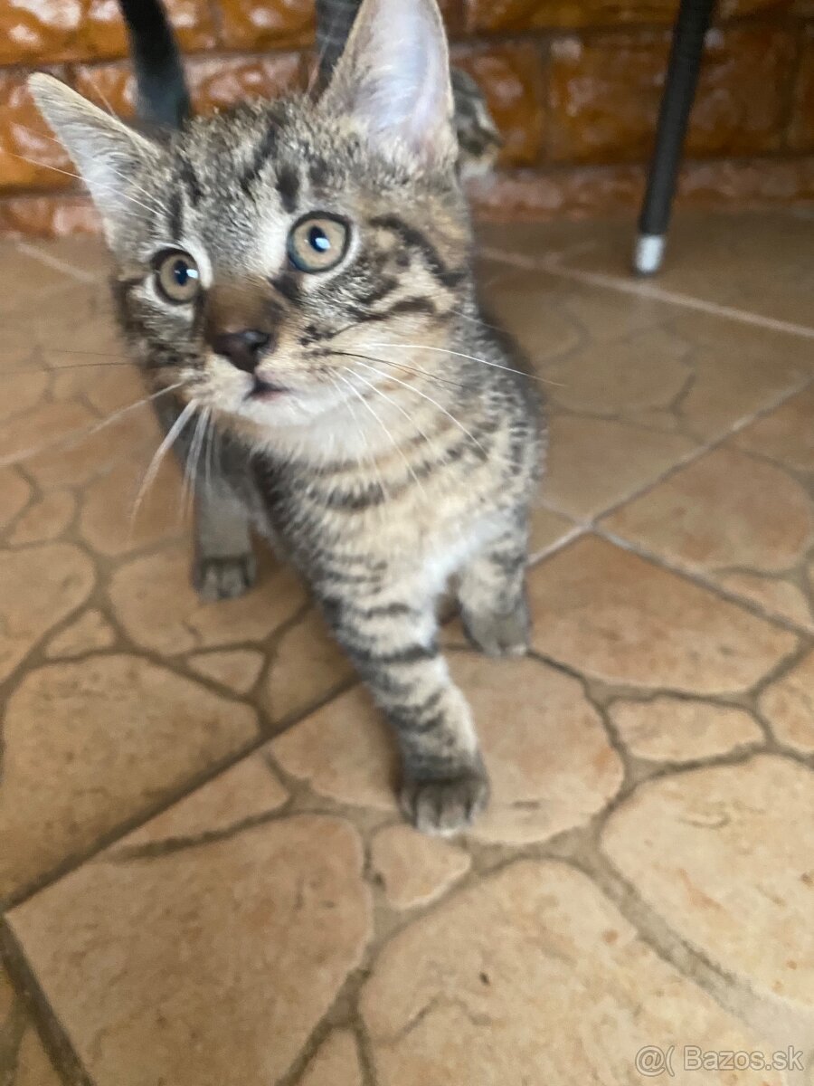 Darujem mačiatka - 5