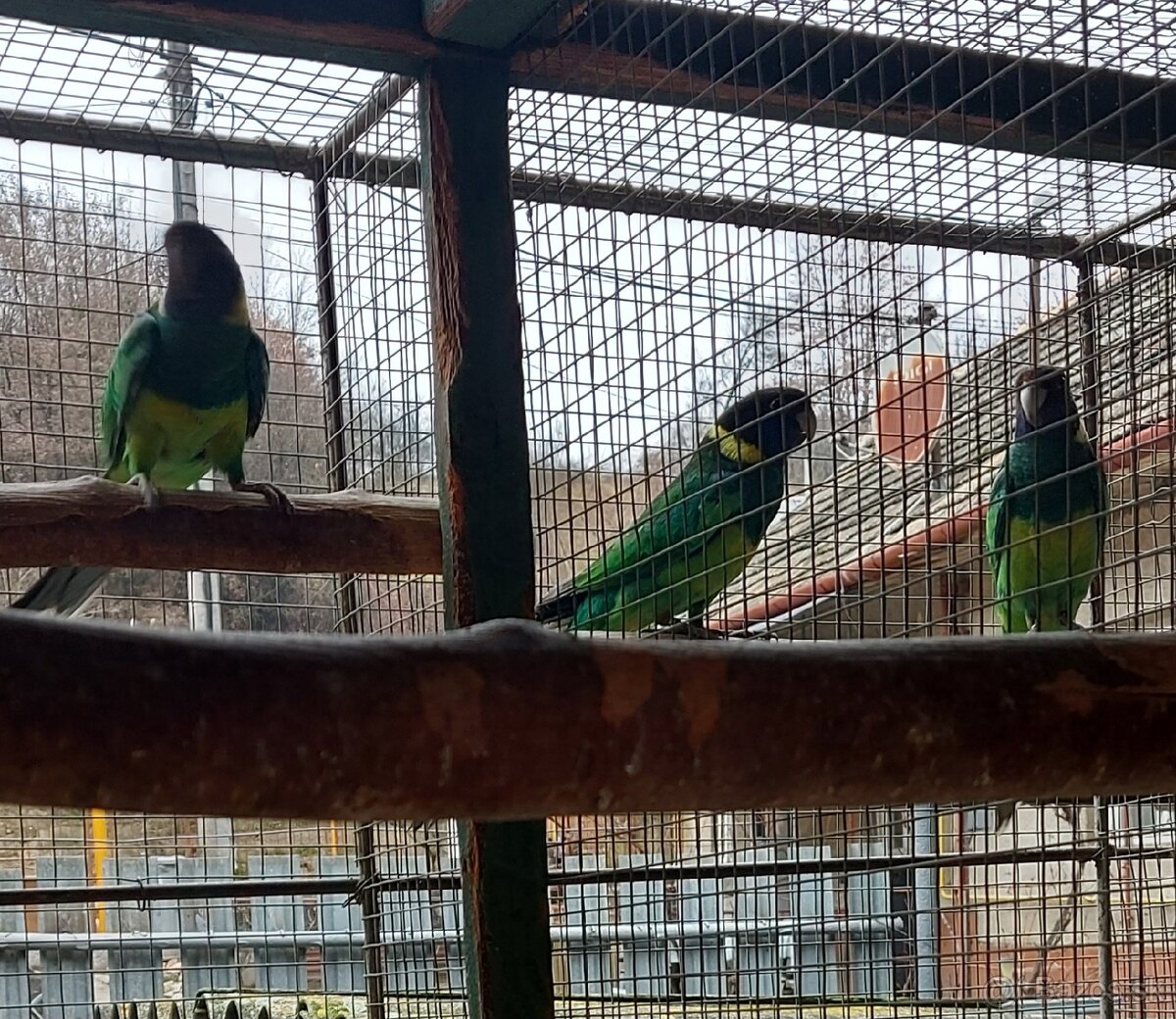 Barnard limcový - 5