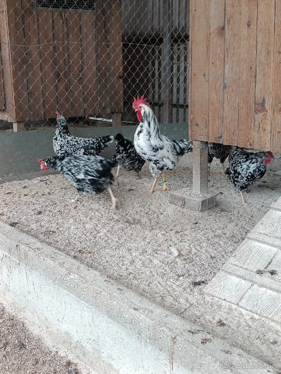 Predám násadové vajcia Vlaška - 5