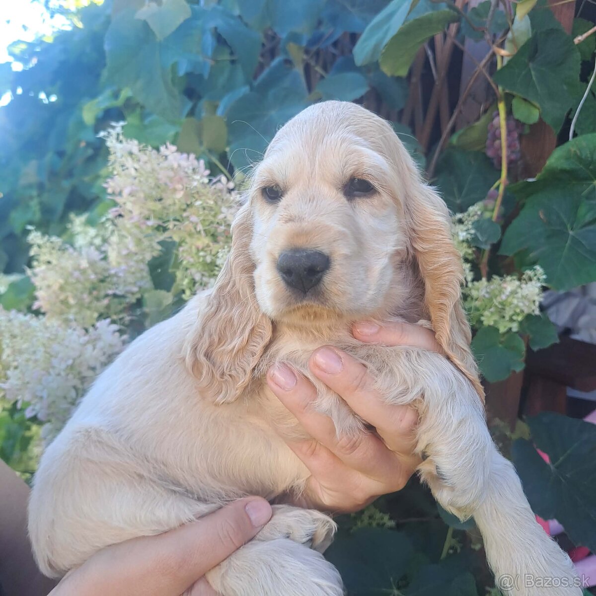 Anglicky kokerspaniel - 5
