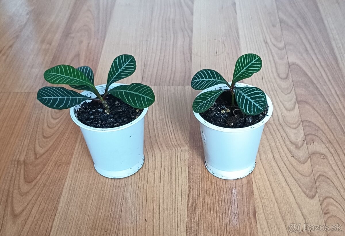 Euphorbia leuconeura - 5