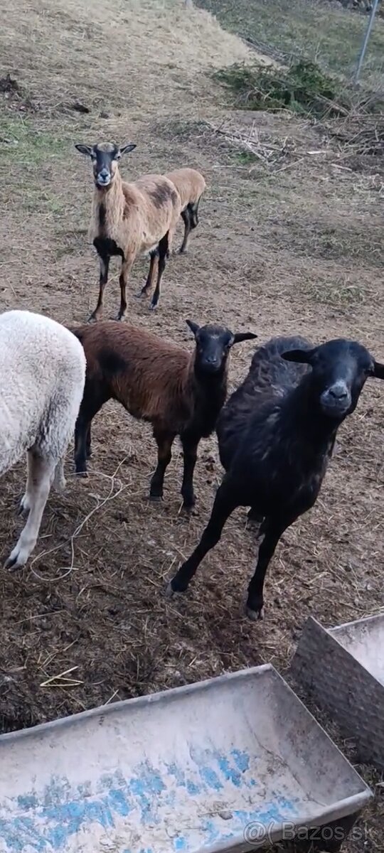 Kamerunské ovce - 5