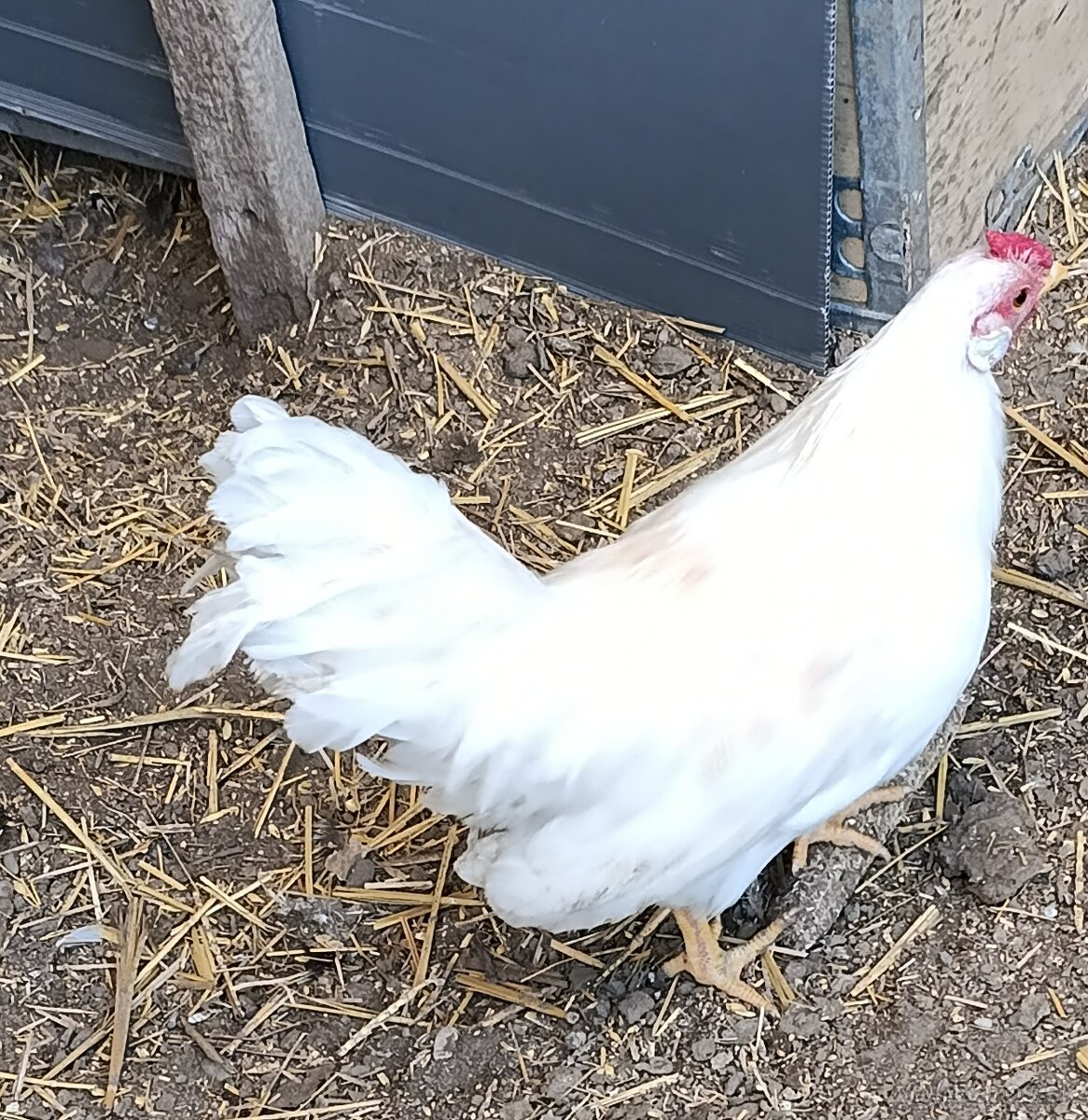 Kohúty- liliputky - 5