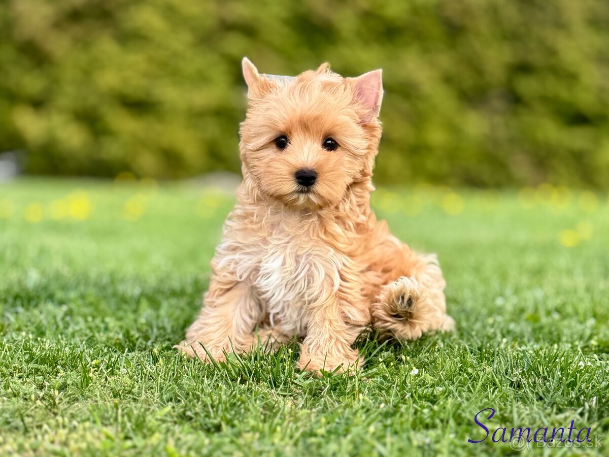 Yorksirsky terier - 5