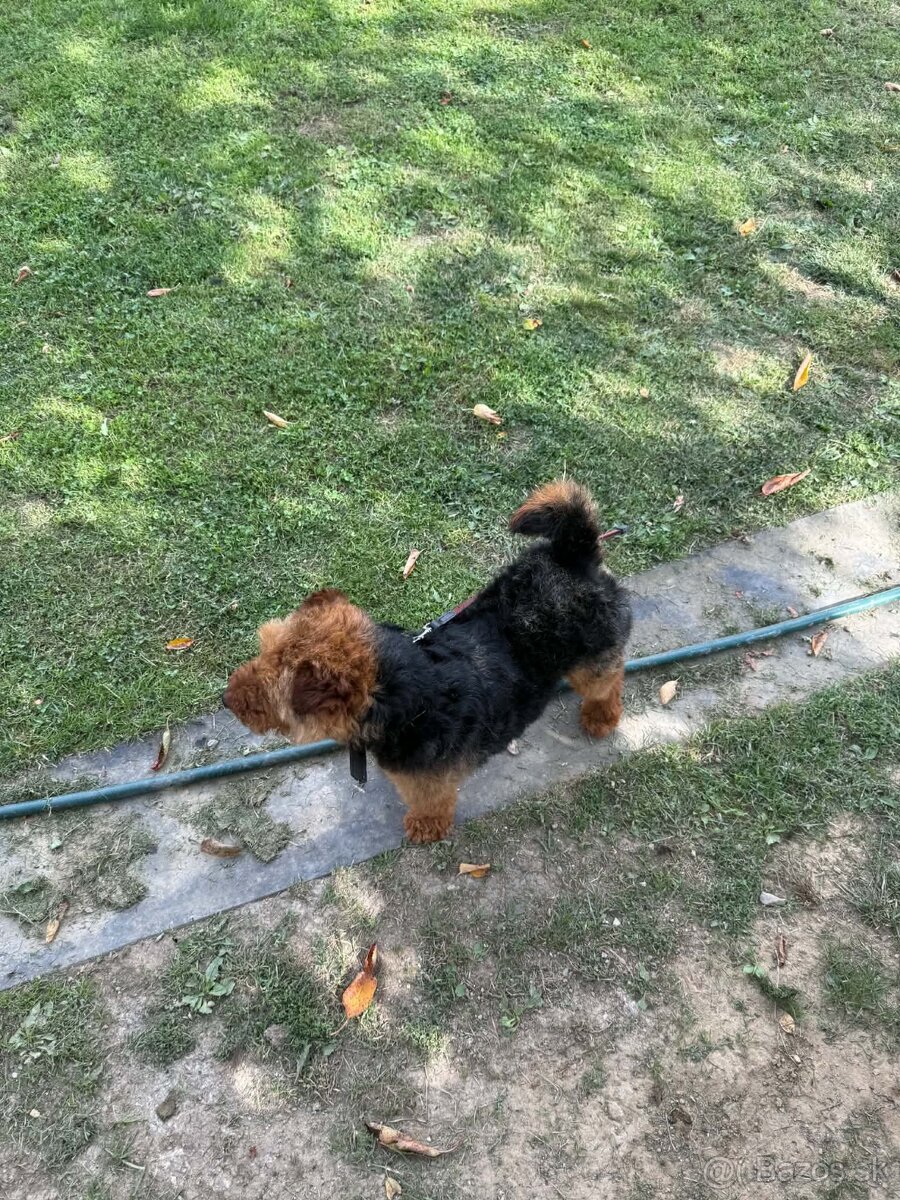 Welsh terrier na predaj - 5