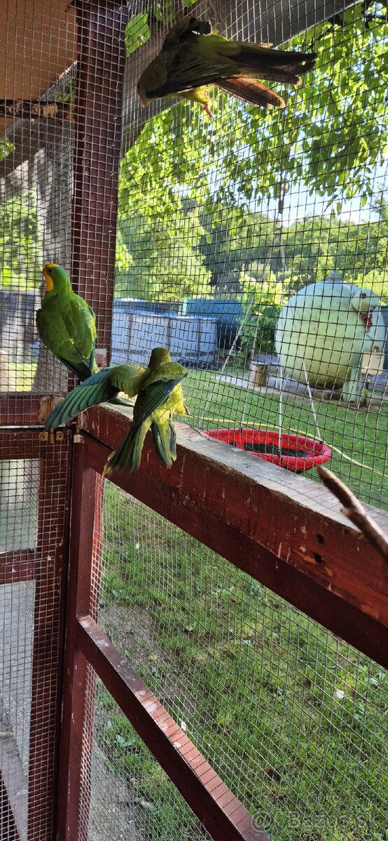 Papagáj nádherný-Baraband
bez kružka,,jar 2024 - 5