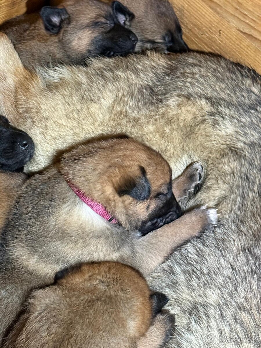 šteniatka kríženec nemecko-belgický ovčiak (cross) - 5