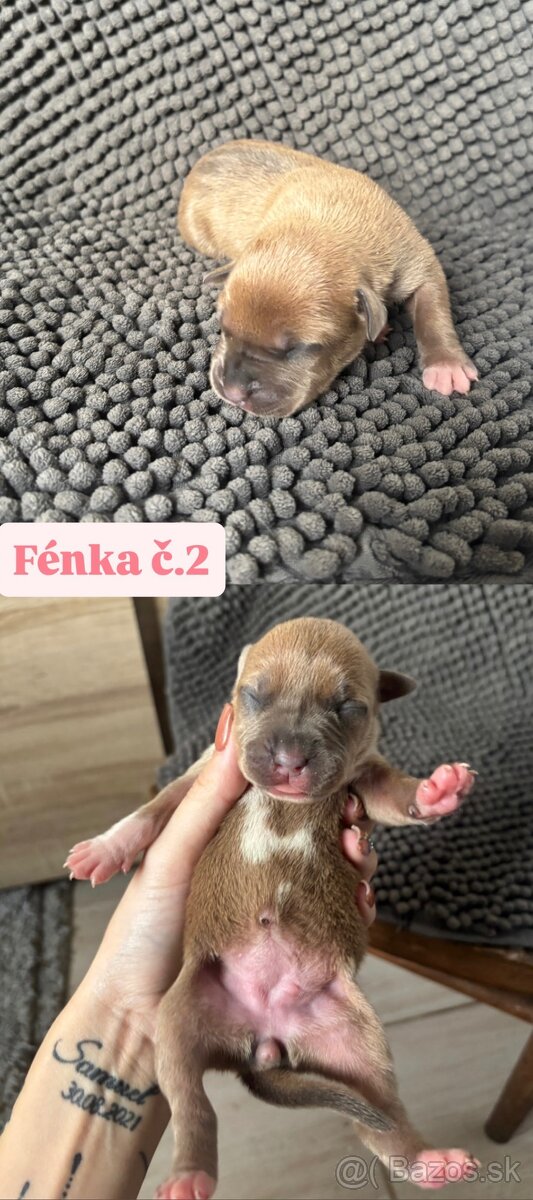 Americký stafordsirsky terier, Stafford, amstaf - 5