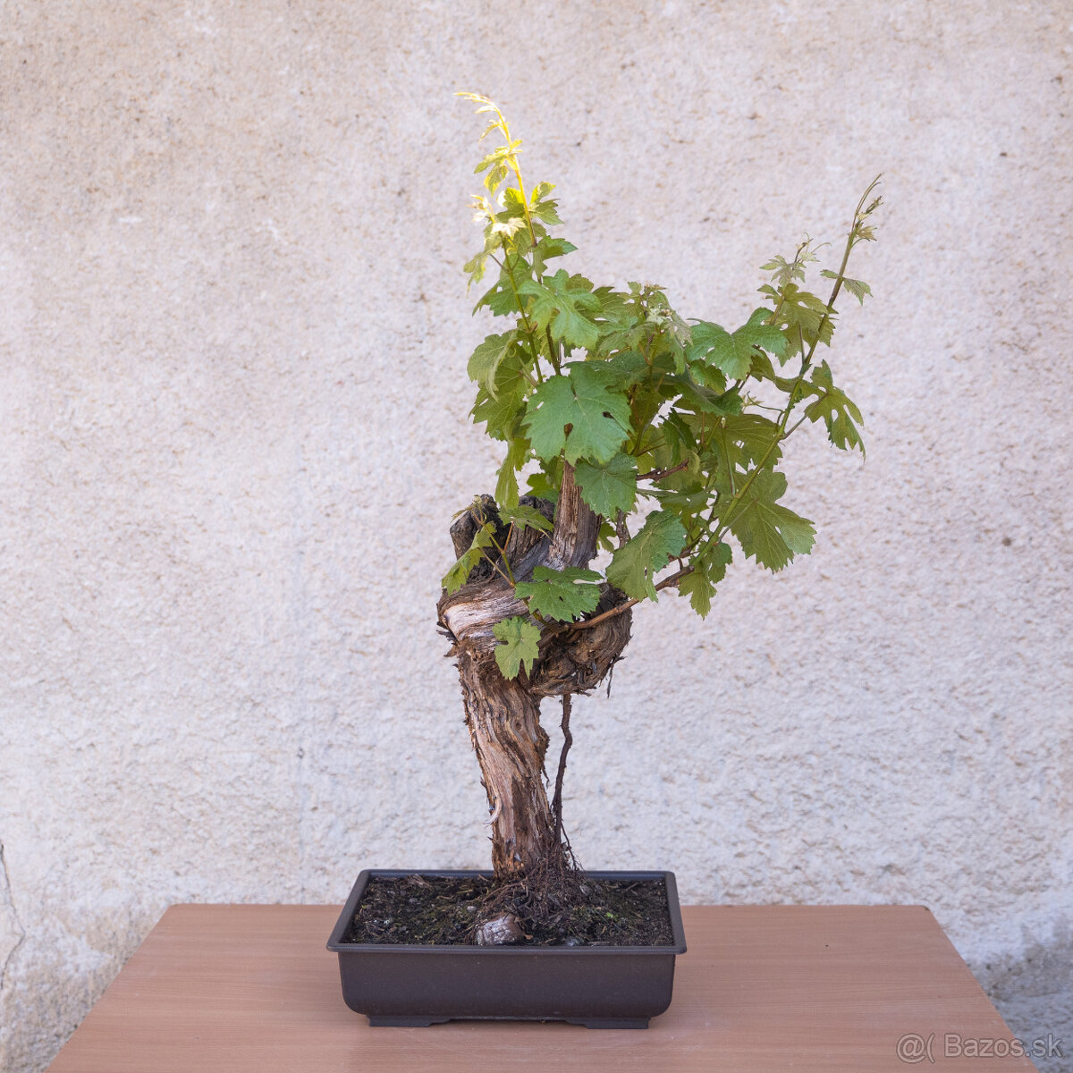 Bonsaj - 49 ročný vinič - 5