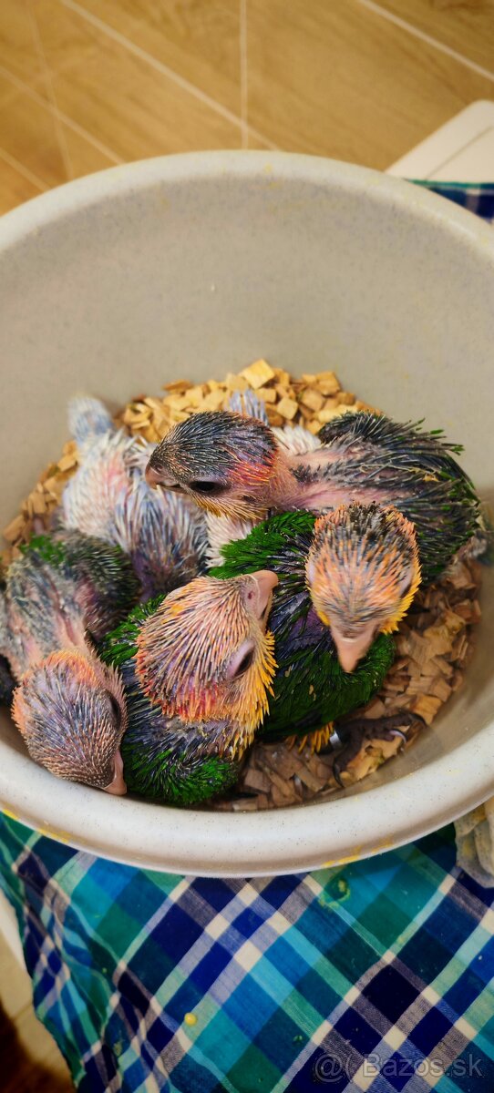 Amazonik bielobruchy - 5