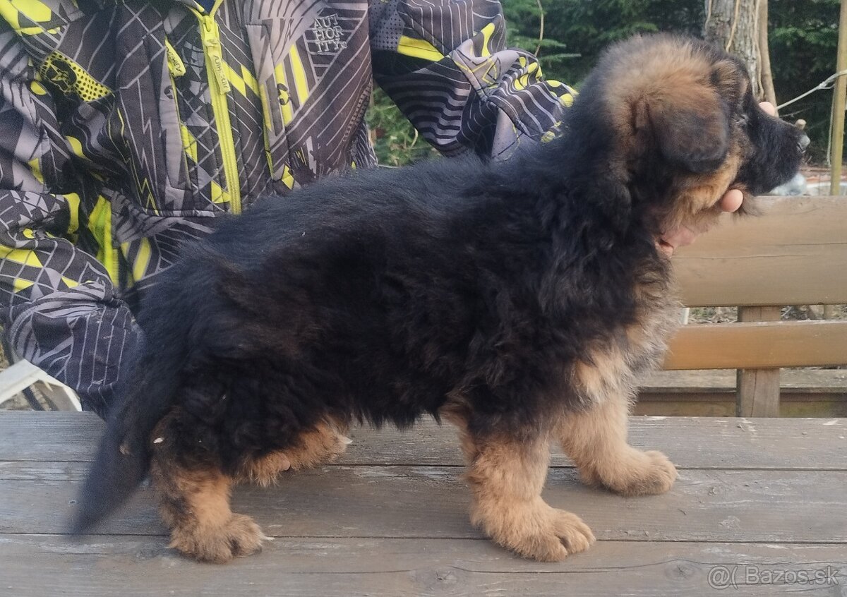 Nemecký ovčiak - 5