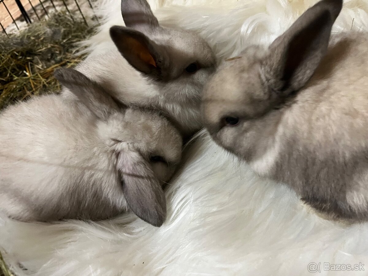 Minilop zajačik - mláďatá - 5