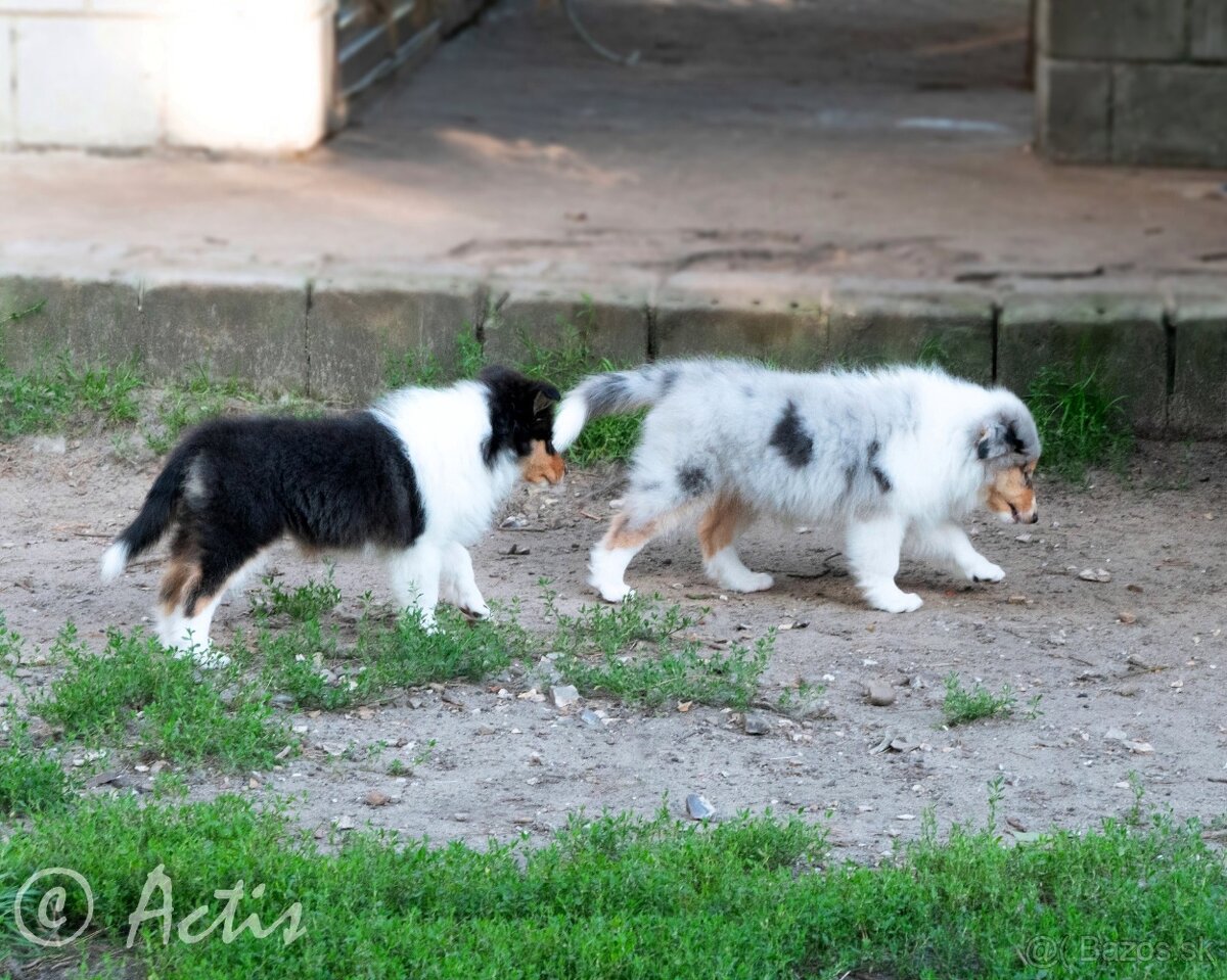 Kólia dlhosrstá s PP - 5