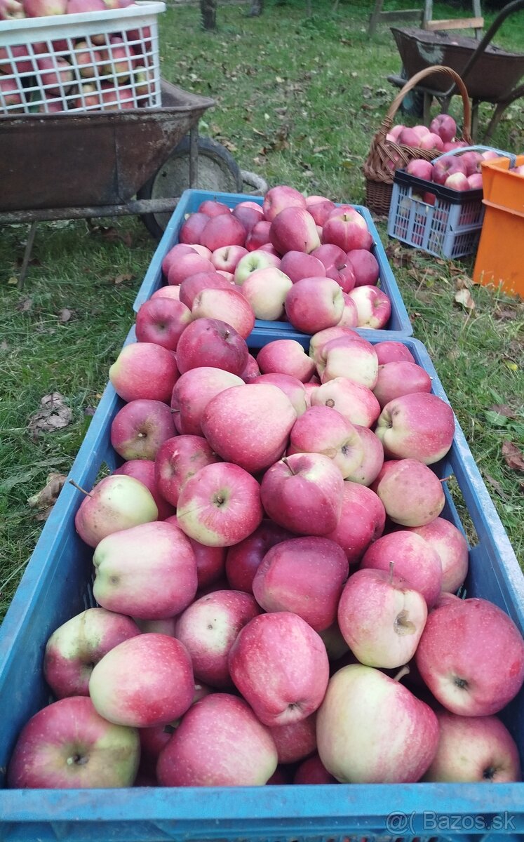 Oberané jablká - 5