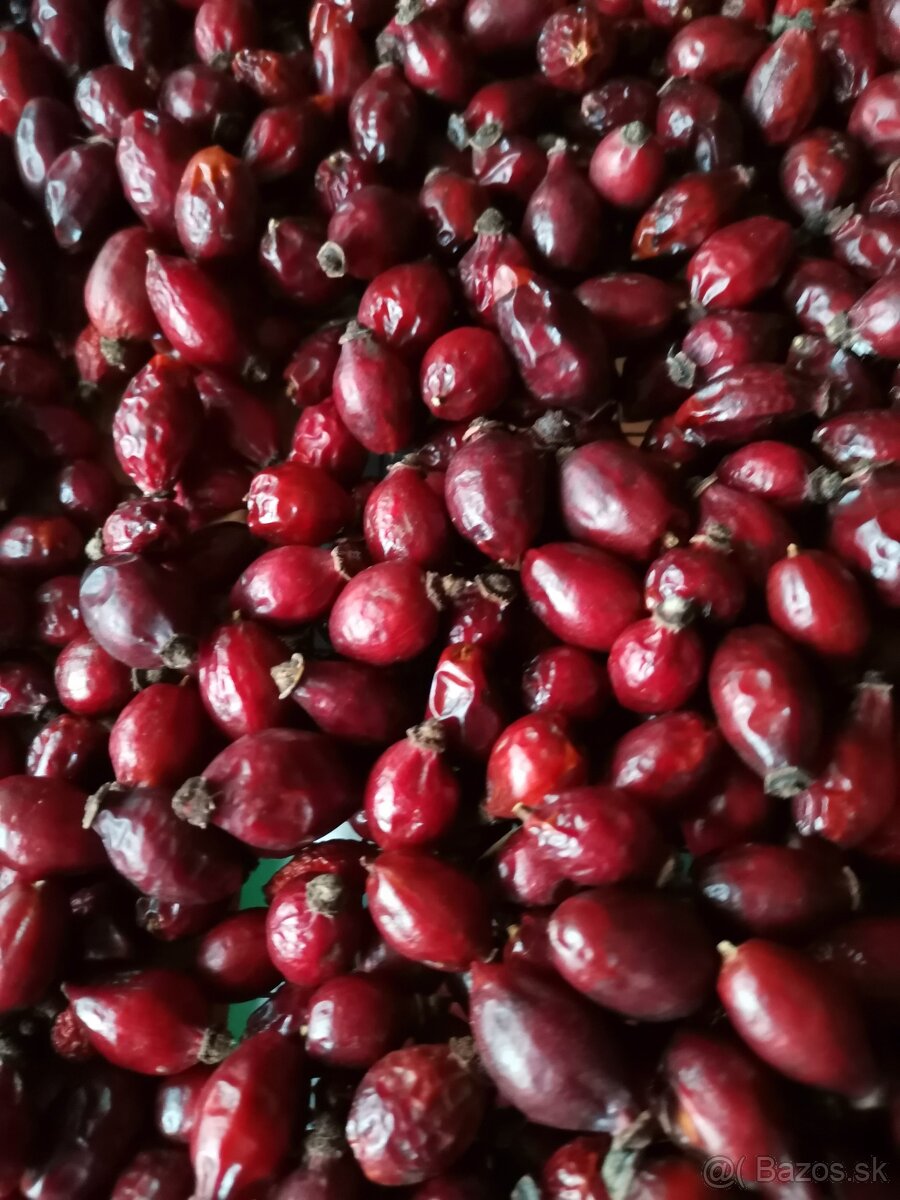 Sušené šípky - 5