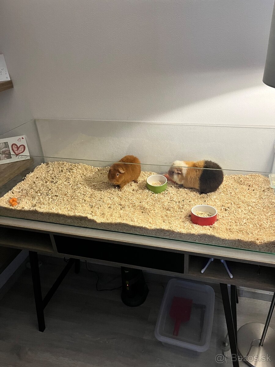 Morcata US Teddy - 5