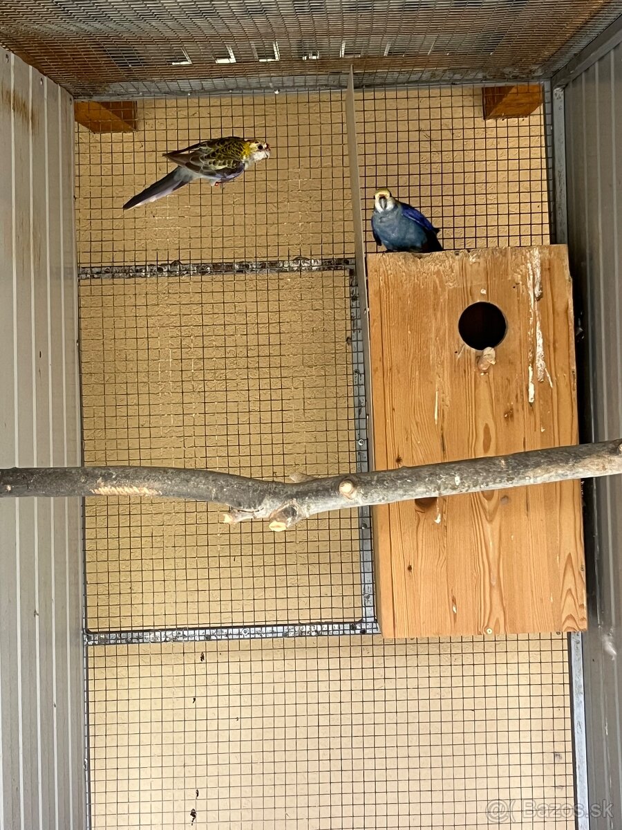 Predám chovné páry. - 5