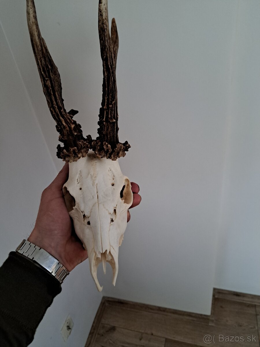 Srnec 600h parohy parozie - 5