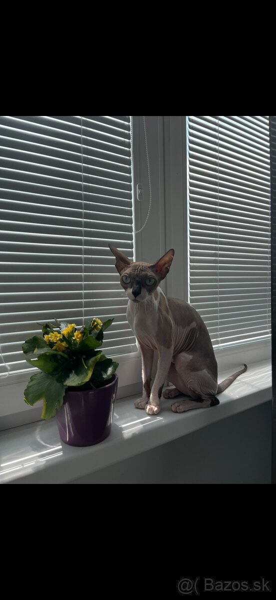 sphynx - 5