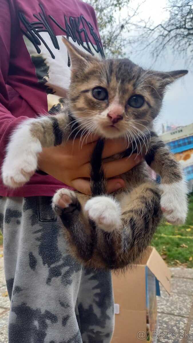 Darujem mačiatka - 5