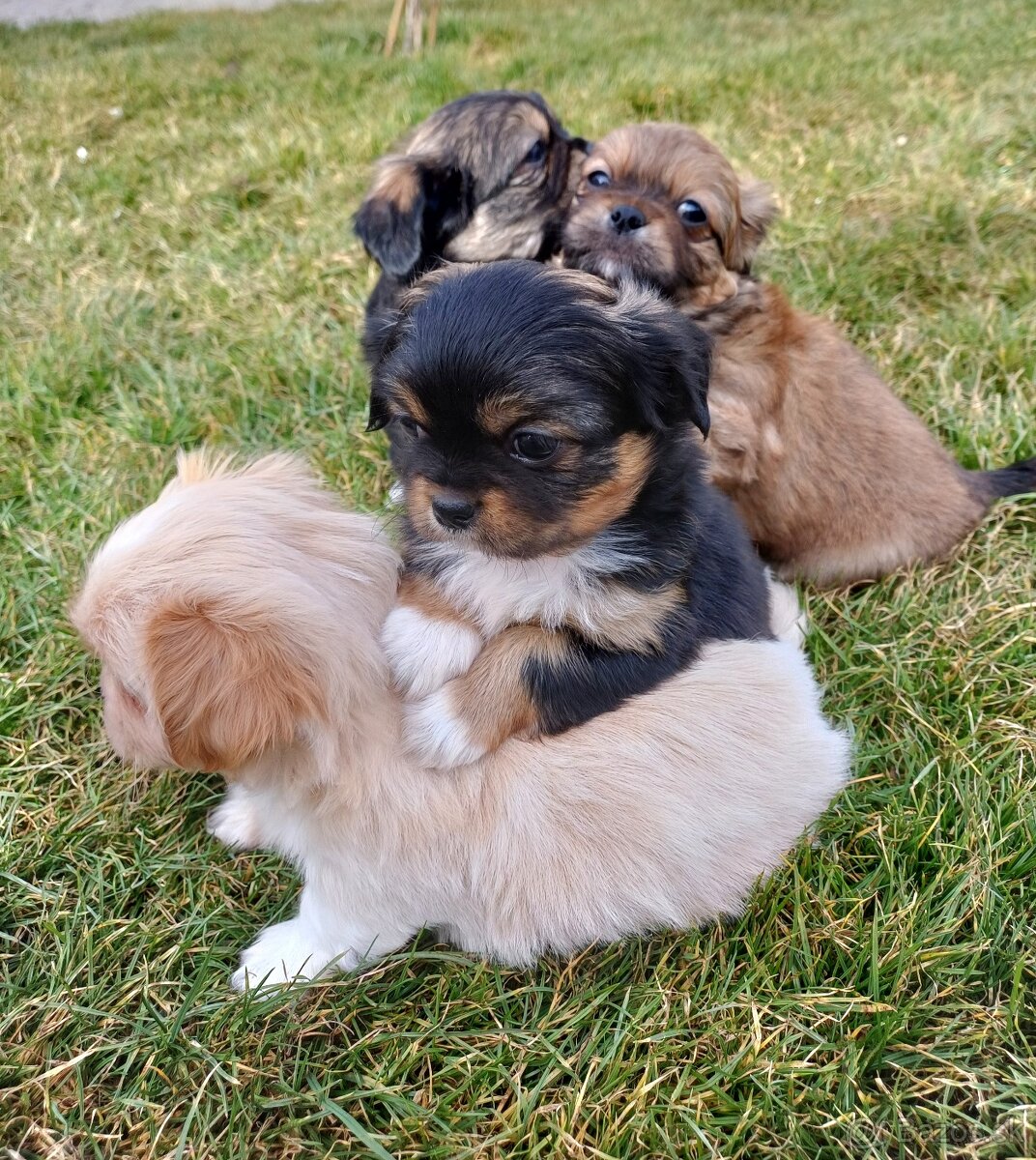 Tibetskỳ špániel šteniatko - 5