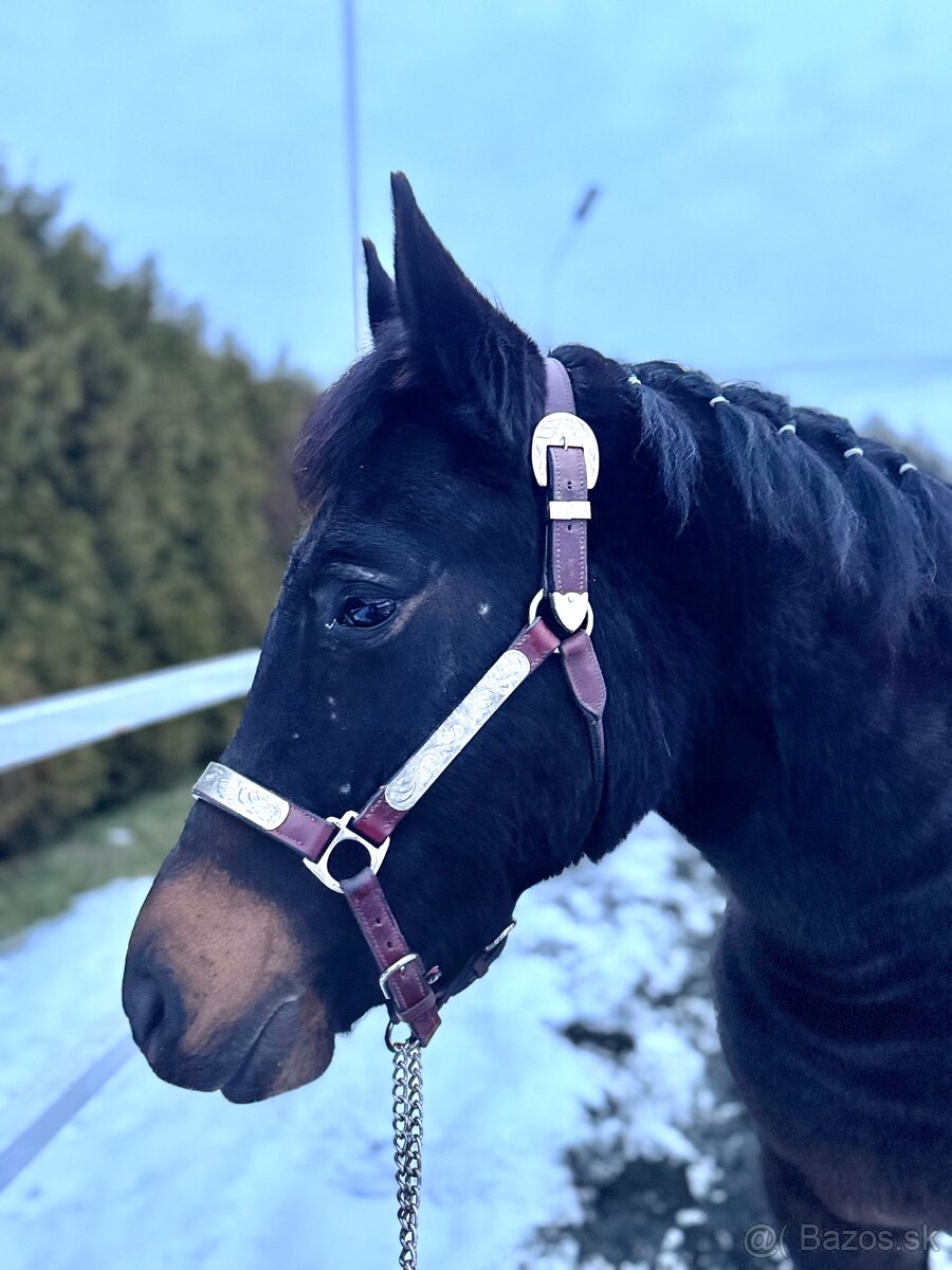 Kobyla 5-ti letá - 5