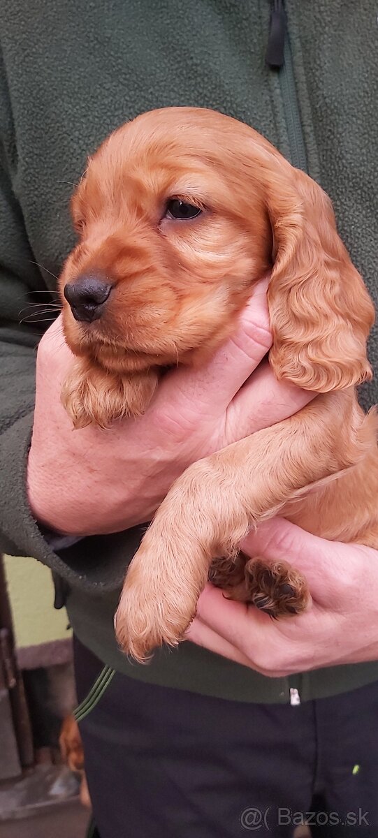 Anglický kokeršpaniel - 5