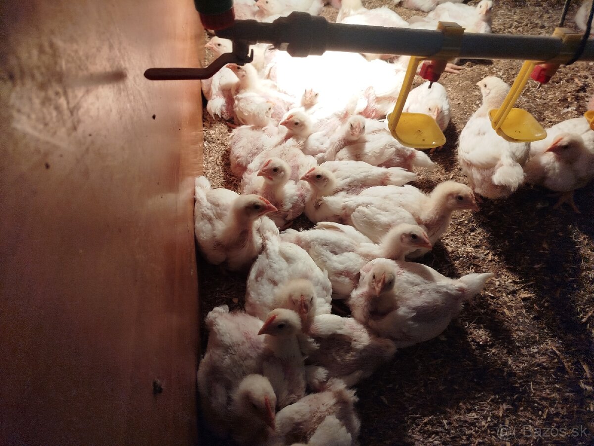 Brojlerove kuriatka - 5