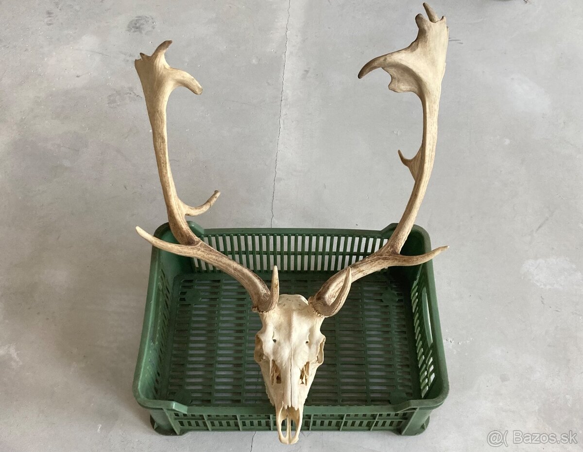 Trofeje jeleň daniel - 5