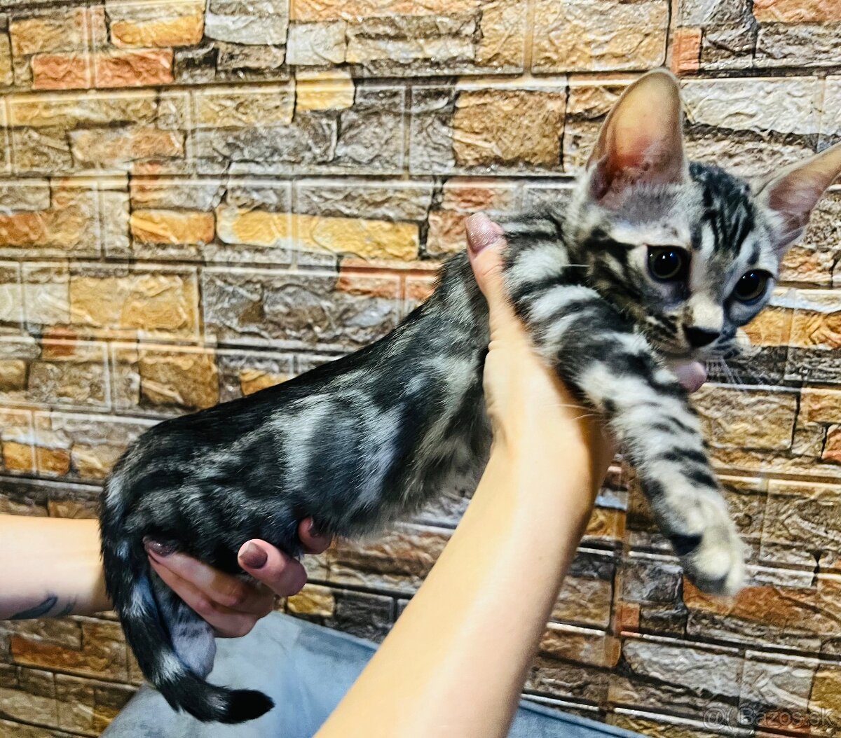 Bengálske mačiatka, bengalska mačka s Rodokmeňom - 5