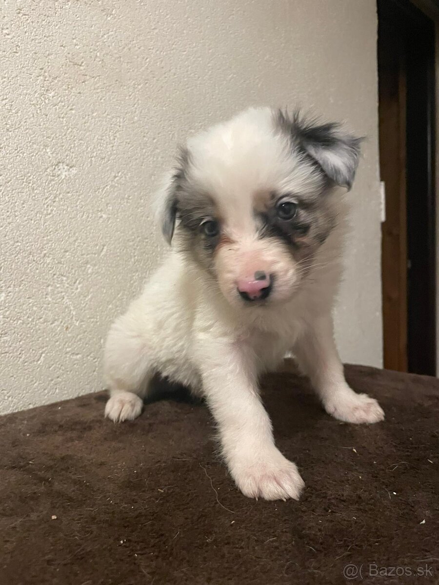 Predám šteniatka Border kólie - 5