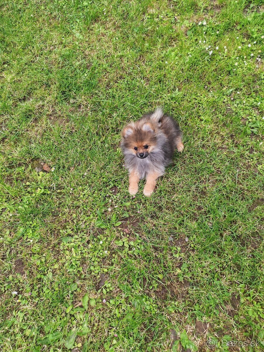 Pomeranian fenka - 5