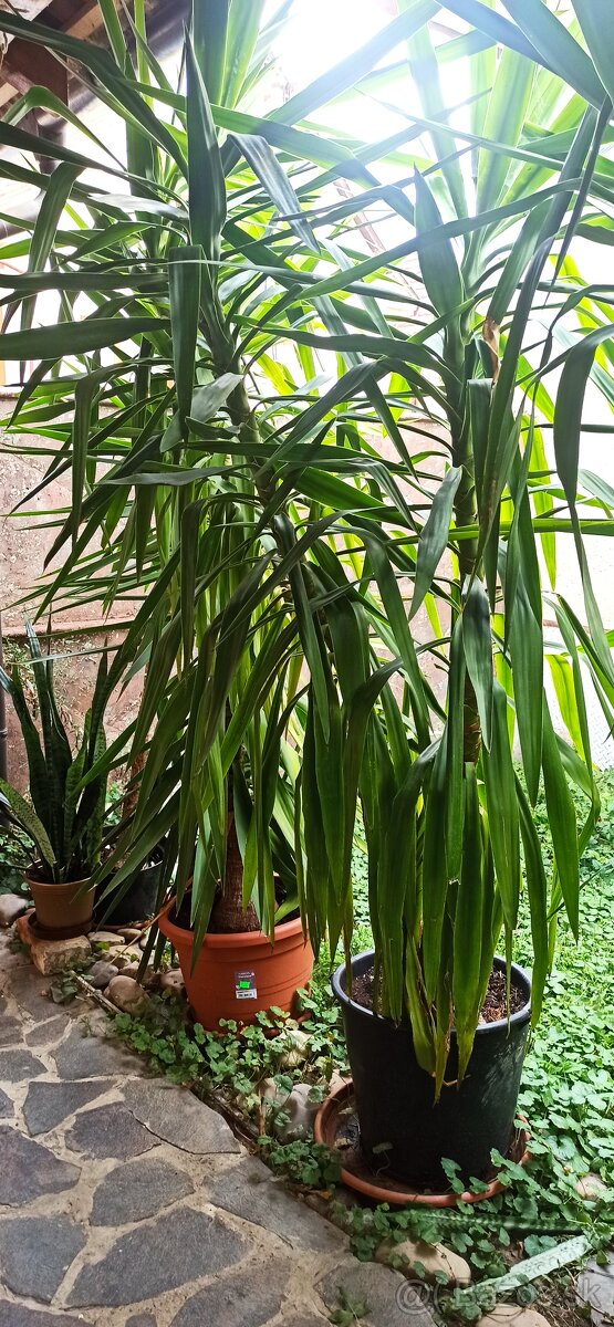 Predám palmu/palmy juka - 5