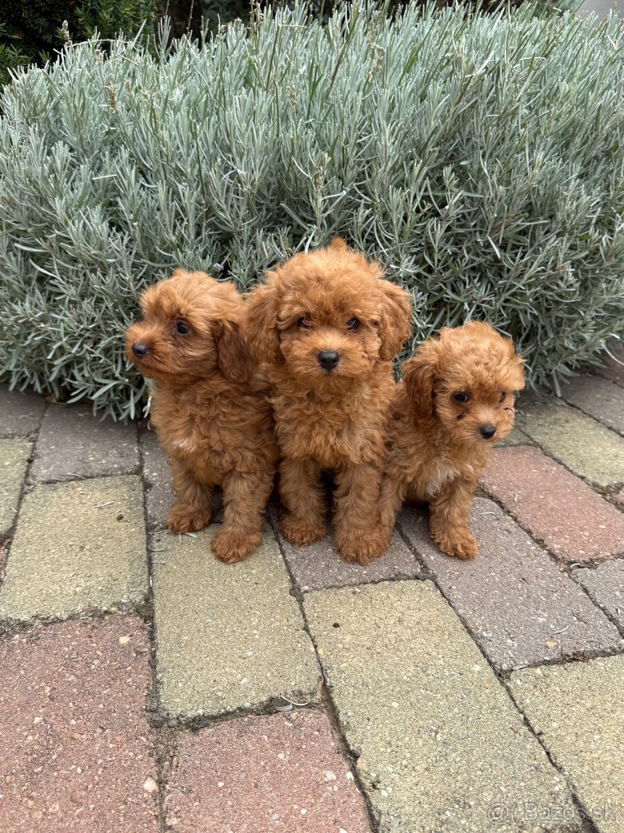 Maltipoo, maltezák, púdel - 5