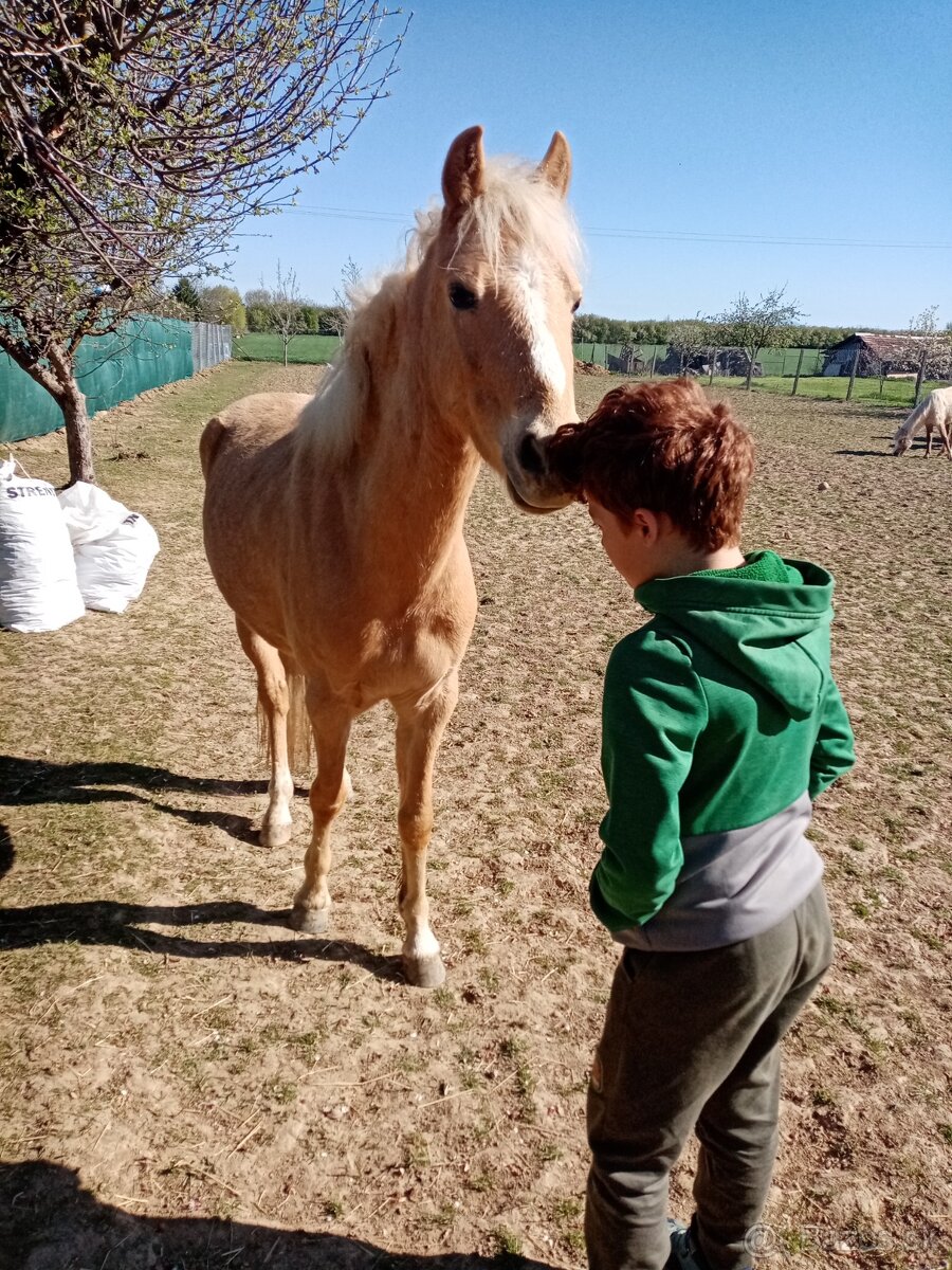 Český športový pony - 5