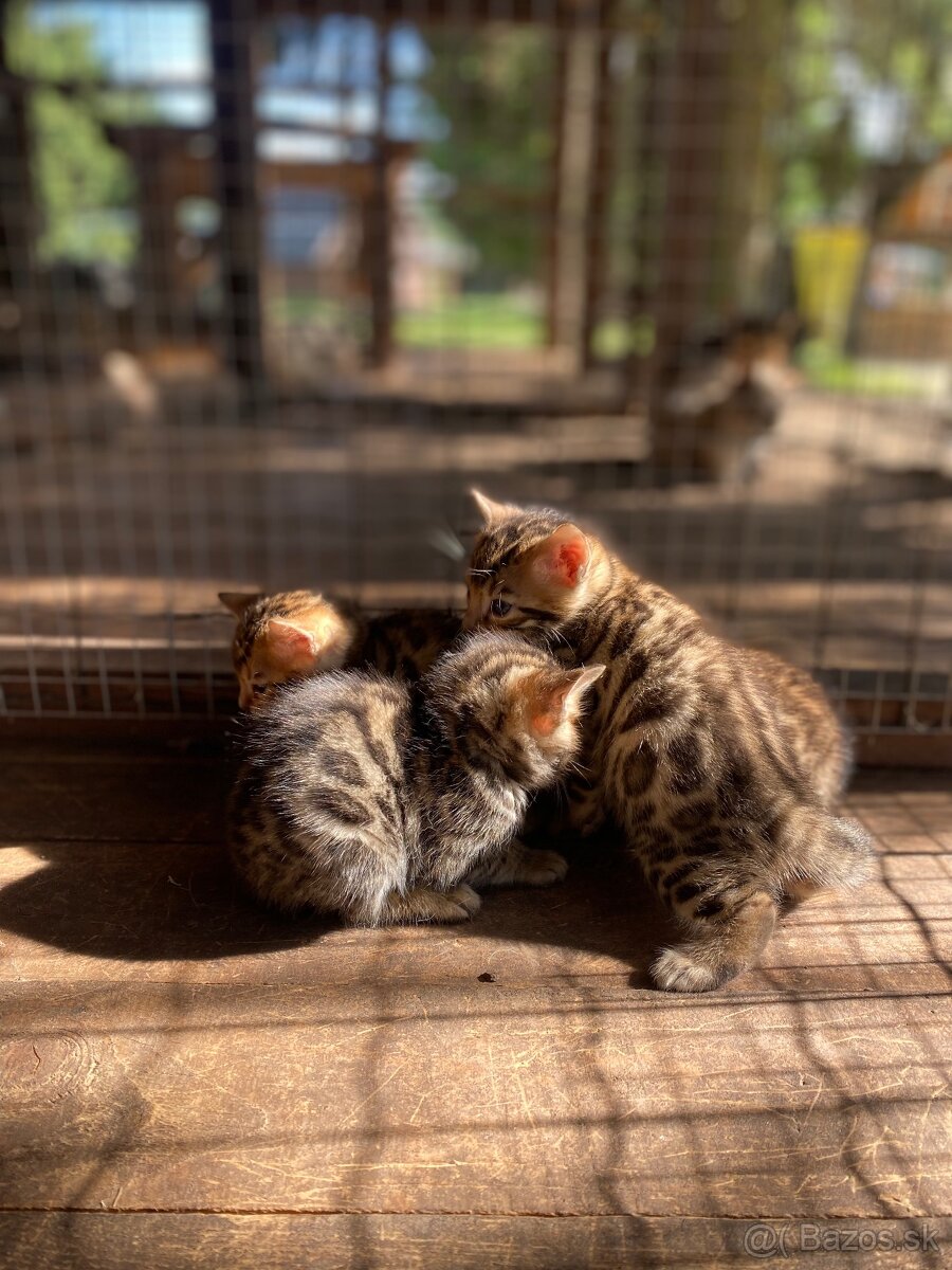 Bengálska mačka - 5