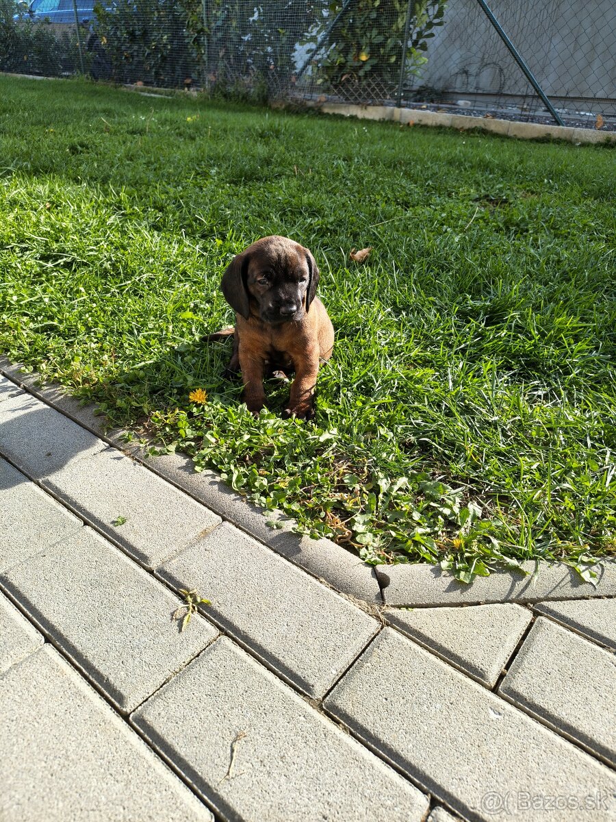 Bavorský fatbiar - 5