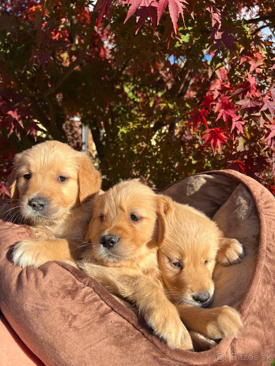 Zlatý retriever Golden retriever - 5