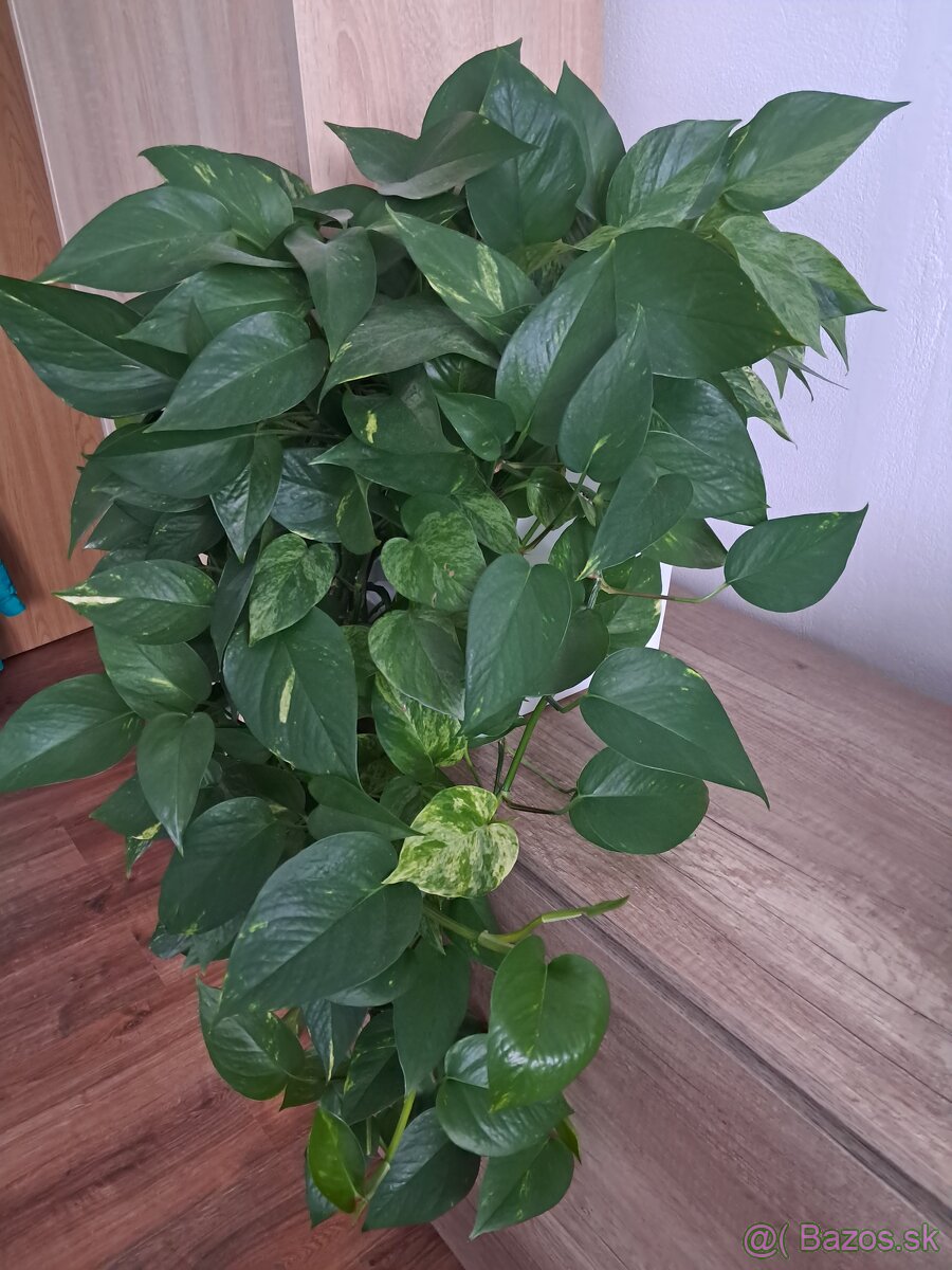 Predám izbové rastliny - 5