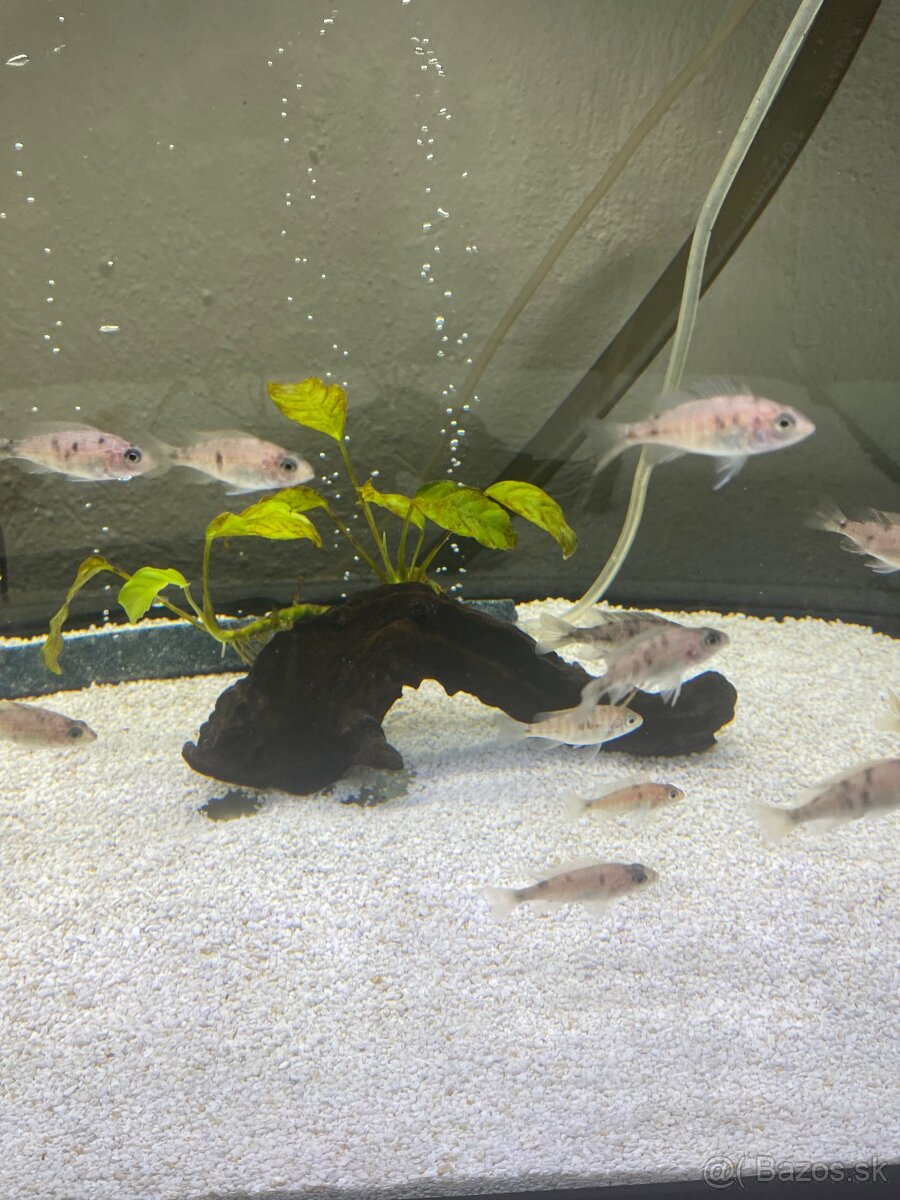 Predam cichlidy Aulonocara calico - 5