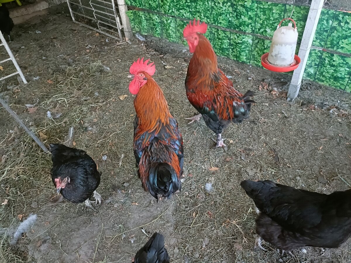 Nasadové vajíčka - 5