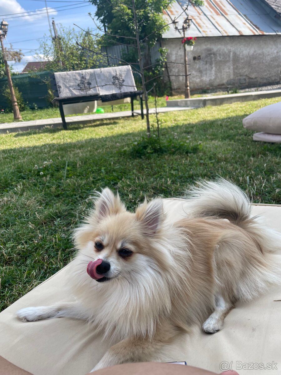 Pomerian na predaj - 5