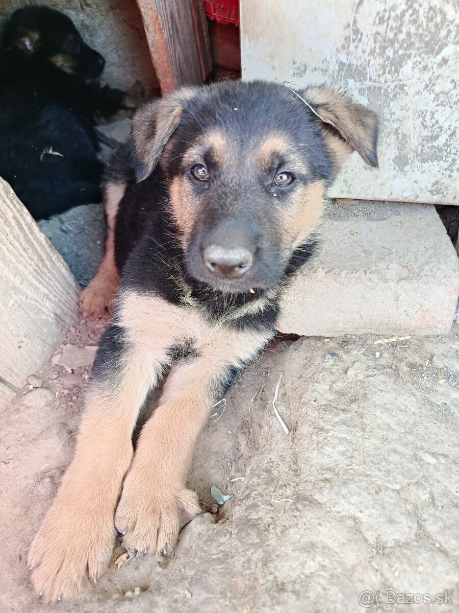Nemecký ovčiak šteniatka čistokrvný - 5